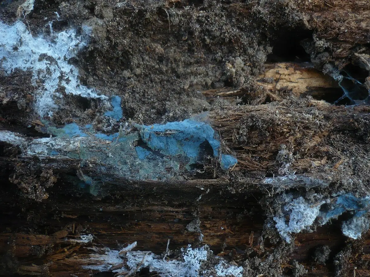 Wełniczek niebieskozielony (Byssocorticium atrovirens) — zdjęcie 1 z 4