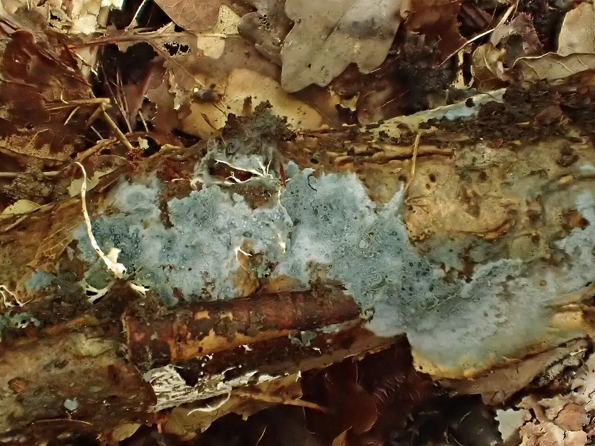 Wełniczek piękny (Byssocorticium pulchrum)