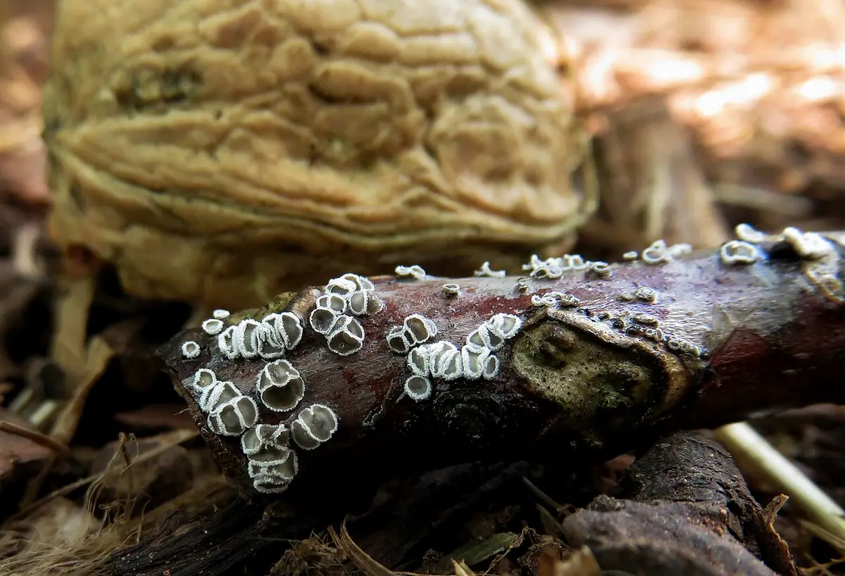 Wełniczka białofioletowa (Lachnella alboviolascens)