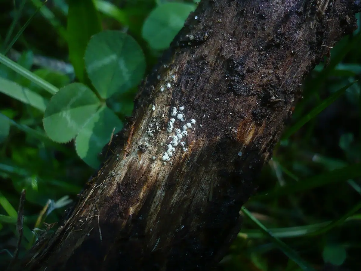 Wełnokulka owcza (Lasiosphaeria ovina) — zdjęcie 1 z 4