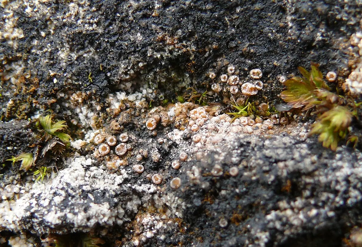 Wgłębniczek jenajski (Gyalecta jenensis) — zdjęcie 1 z 4