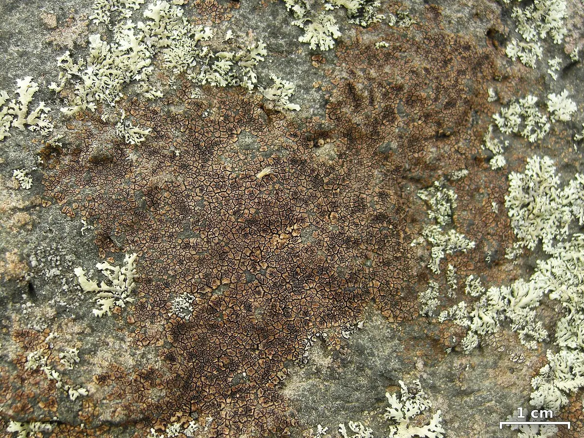 Wielosporek brunatny (Acarospora fuscata) — zdjęcie 1 z 4