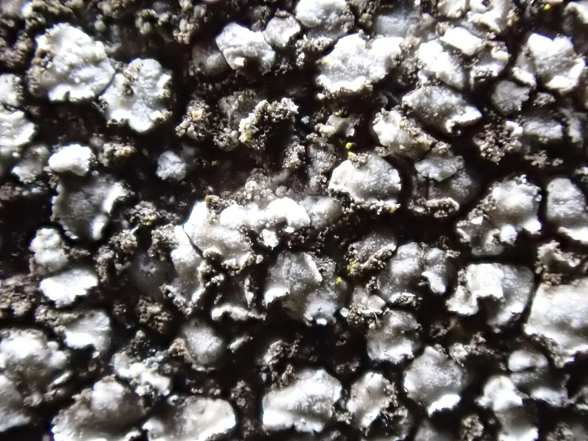 Wielosporek łuseczkowaty (Acarospora moenium) — zdjęcie 1 z 4
