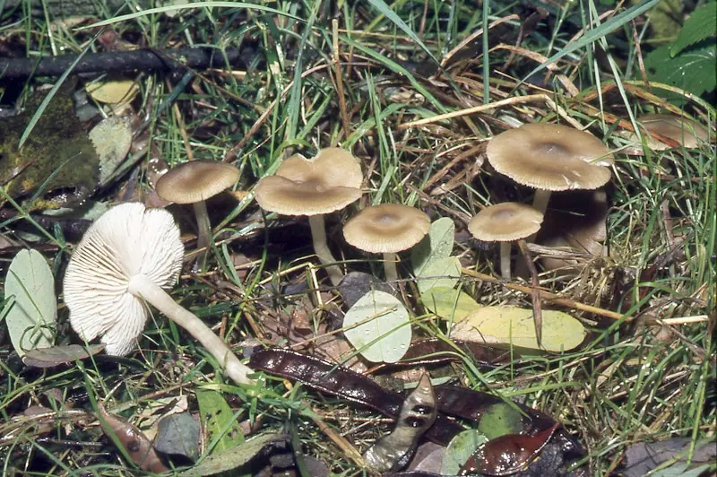 Wieruszkorumieniak mącznisty (Entocybe pseudoturbida)