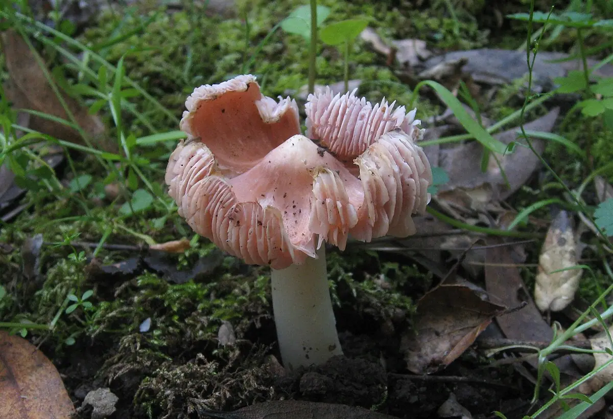 Wilgotnica czapeczkowata (Humidicutis calyptriformis) — zdjęcie 1 z 4