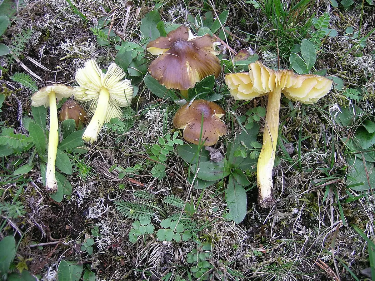 Wilgotnica czarnobrunatna (Hygrocybe spadicea) — zdjęcie 1 z 4