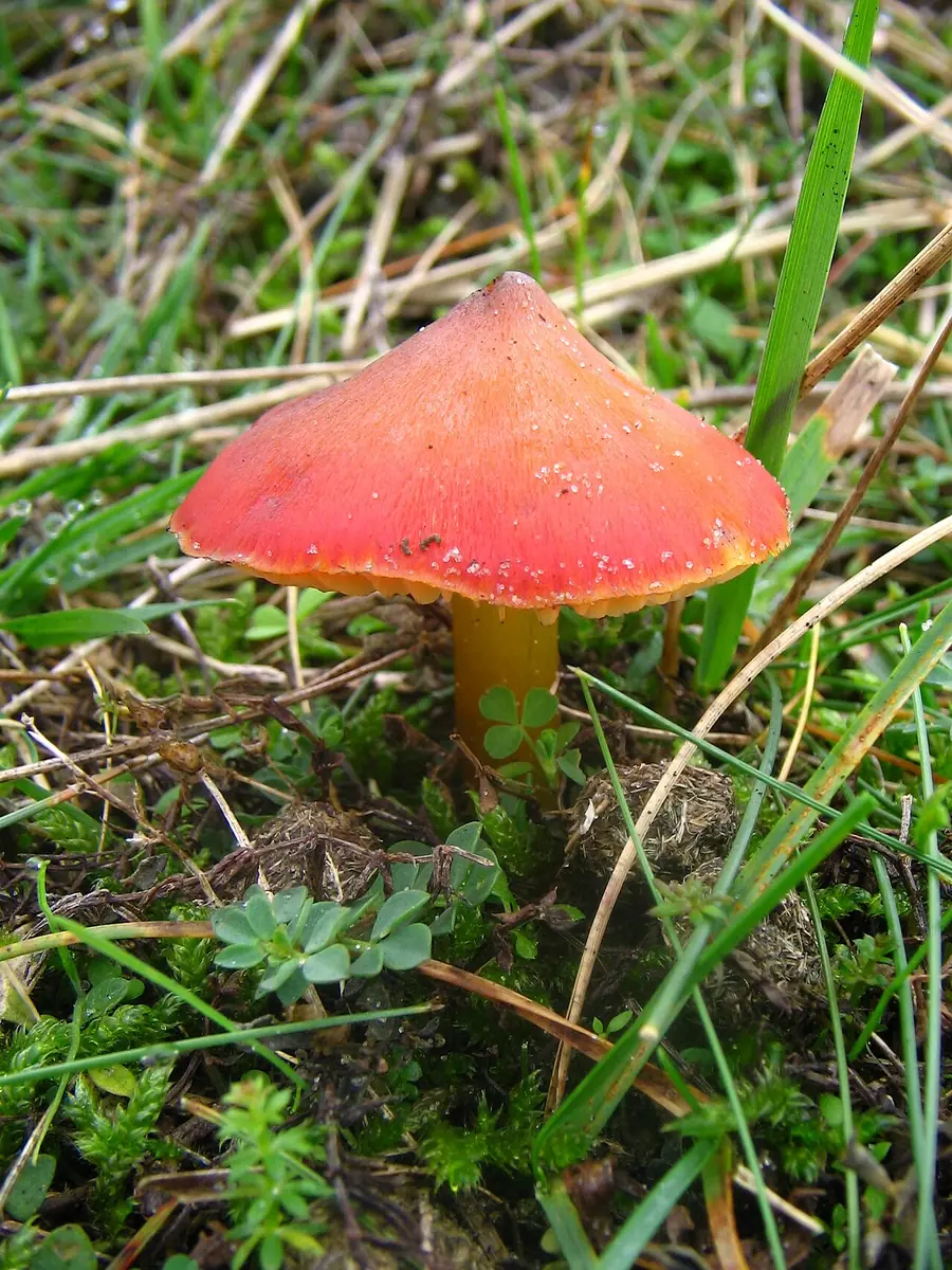 Wilgotnica czerniejąca (Hygrocybe conica)