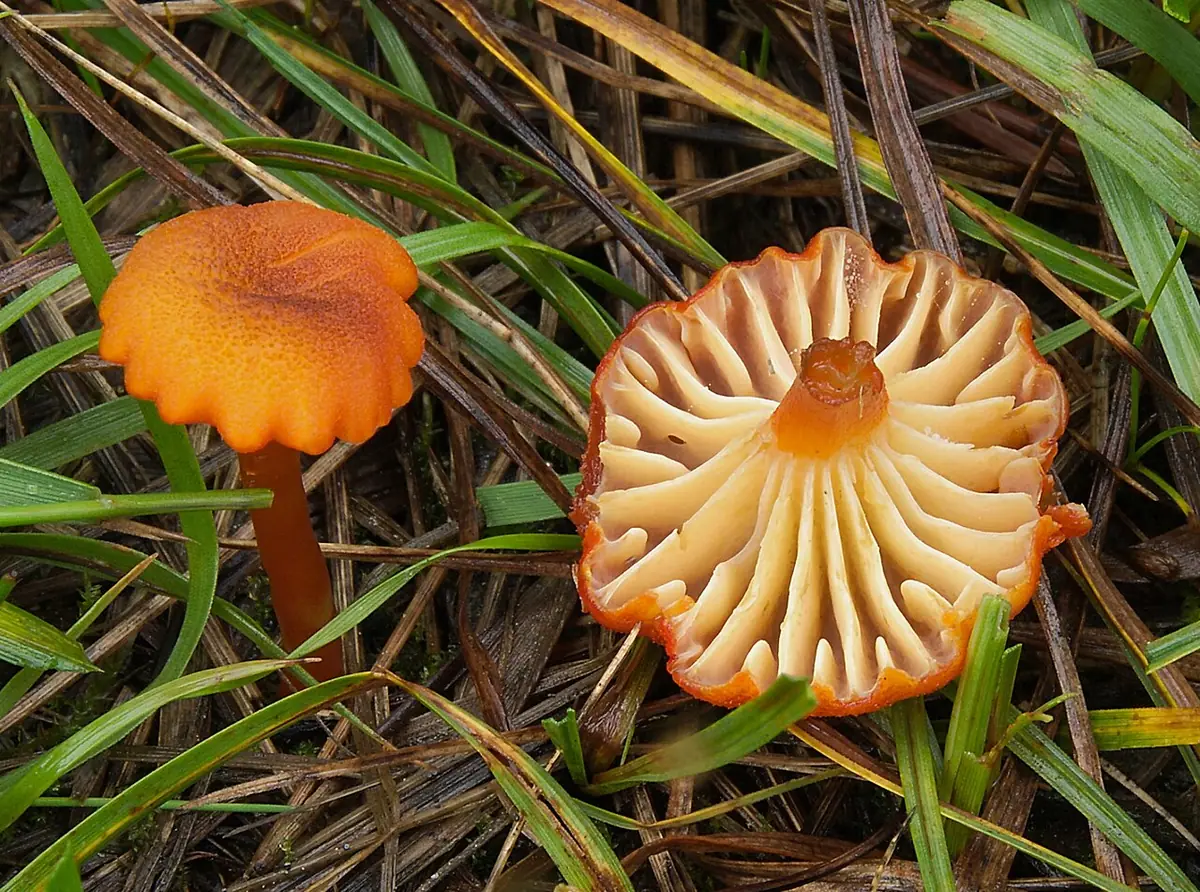 Wilgotnica czerwona (Hygrocybe coccineocrenata) — zdjęcie 1 z 4