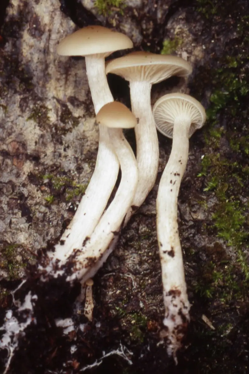 Wilgotnica juchtowa (Hygrocybe russocoriacea)