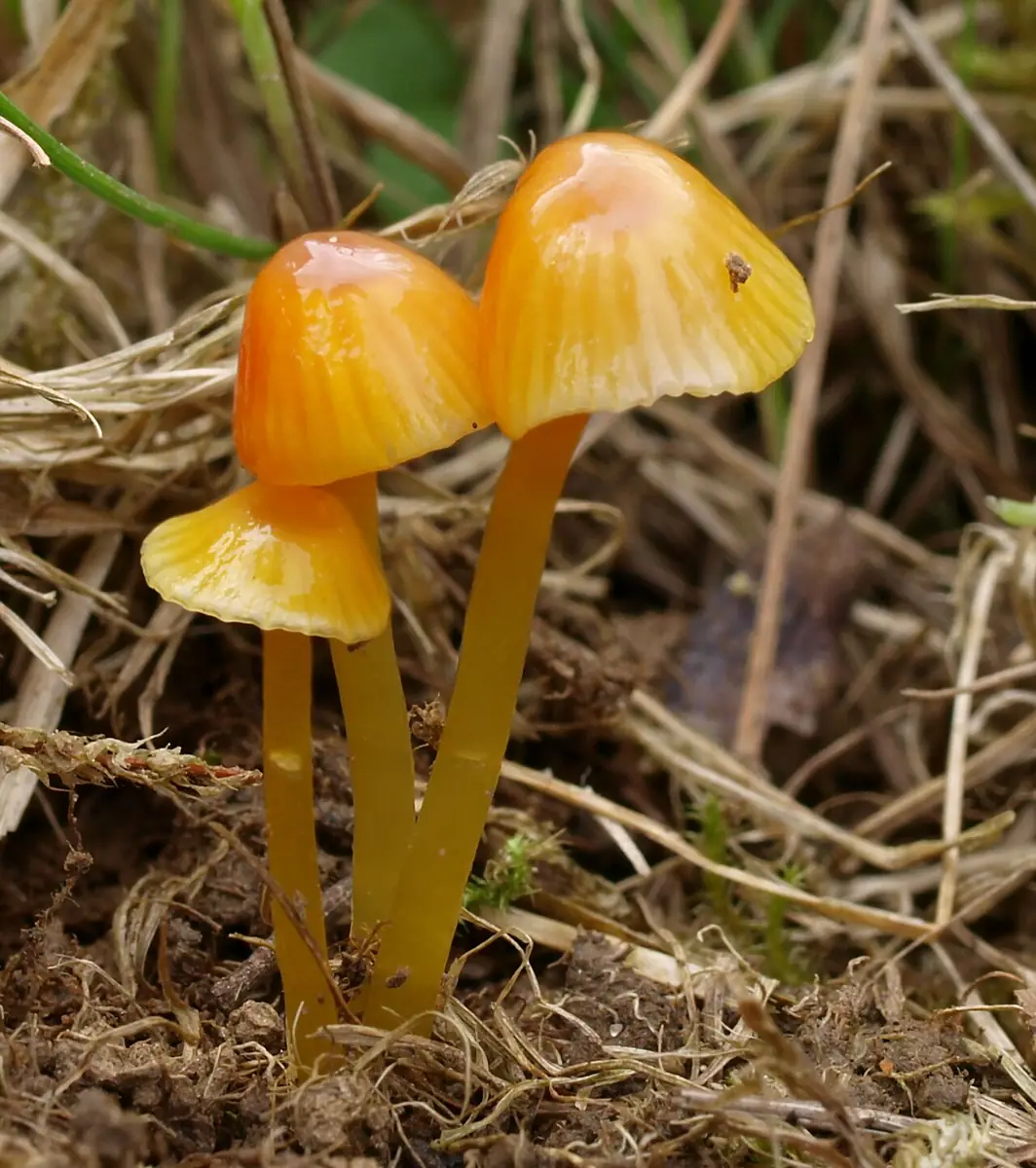 Wilgotnica kleista (Hygrocybe glutinipes) — zdjęcie 1 z 4