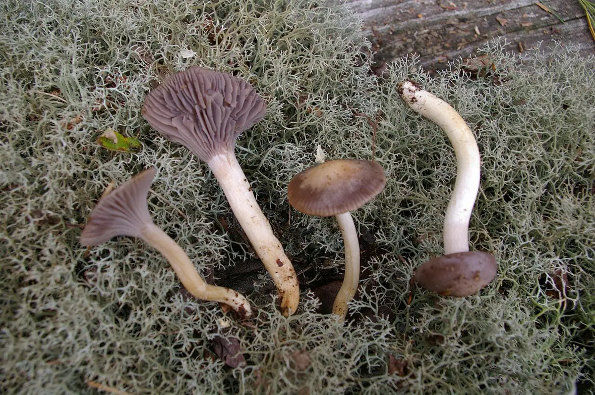 Wilgotnica lakmusowa (Hygrocybe lacmus) — zdjęcie 1 z 4