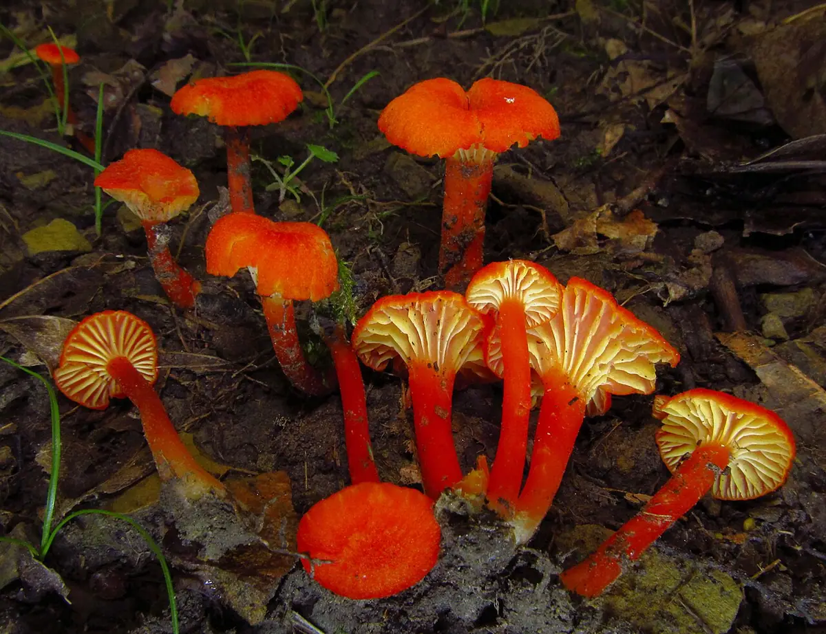 Wilgotnica lejkowata (Hygrocybe cantharellus) — zdjęcie 1 z 4