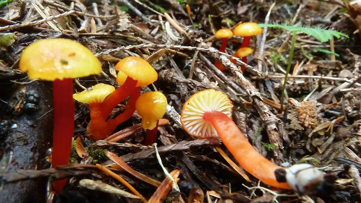 Wilgotnica mała (Hygrocybe parvula) — zdjęcie 1 z 4