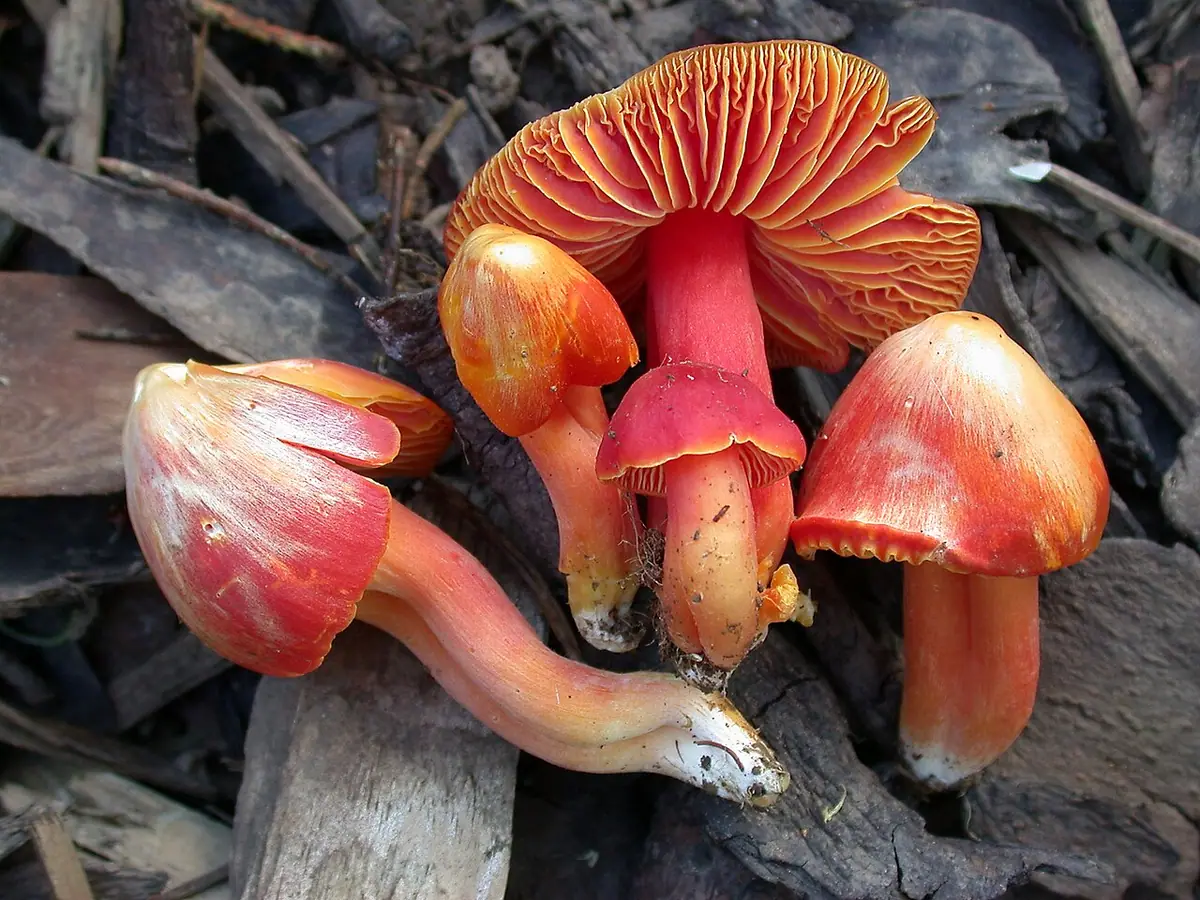 Wilgotnica okazała (Hygrocybe splendidissima)