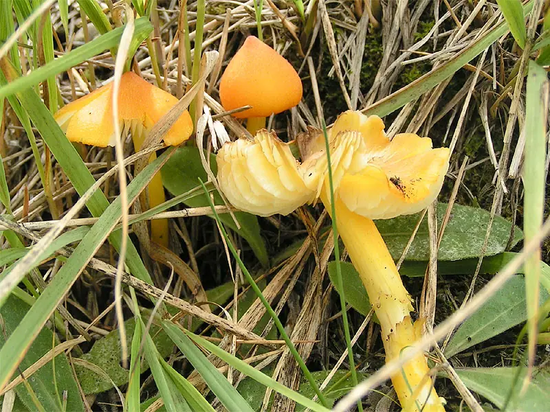 Wilgotnica ostrostożkowata (Hygrocybe acutoconica) — zdjęcie 1 z 4