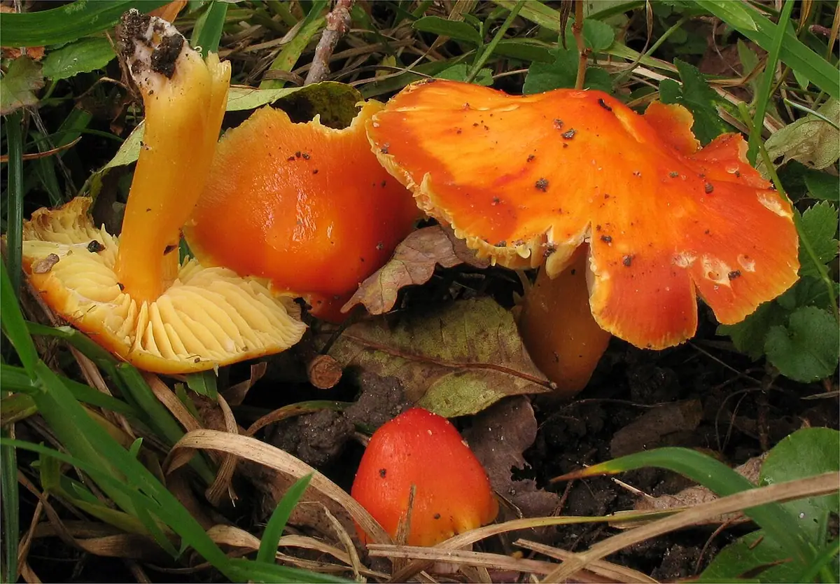 Wilgotnica ozdobna (Hygrocybe aurantiosplendens) — zdjęcie 1 z 4