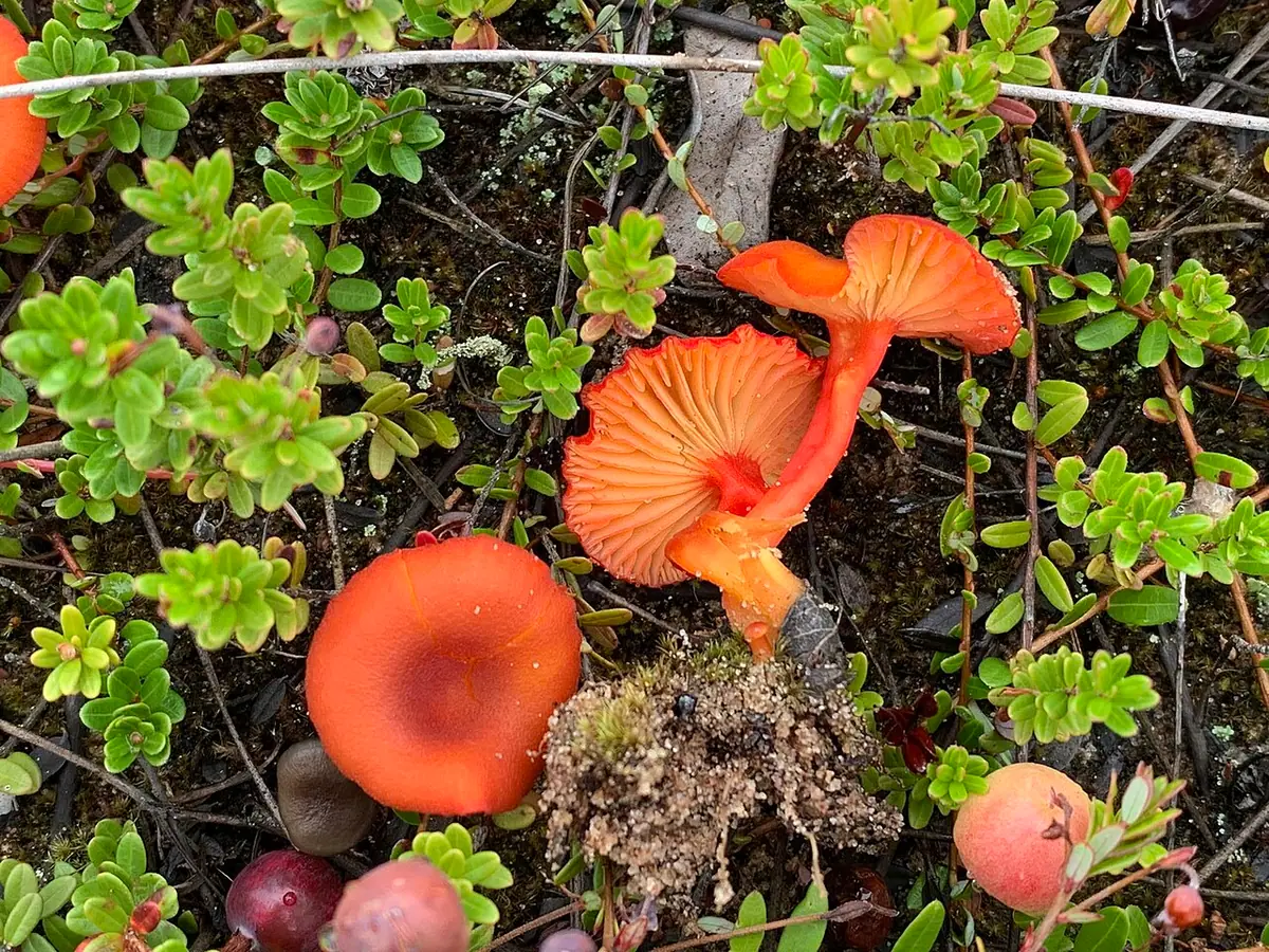 Wilgotnica piaskowa (Hygrocybe substrangulata) — zdjęcie 1 z 4