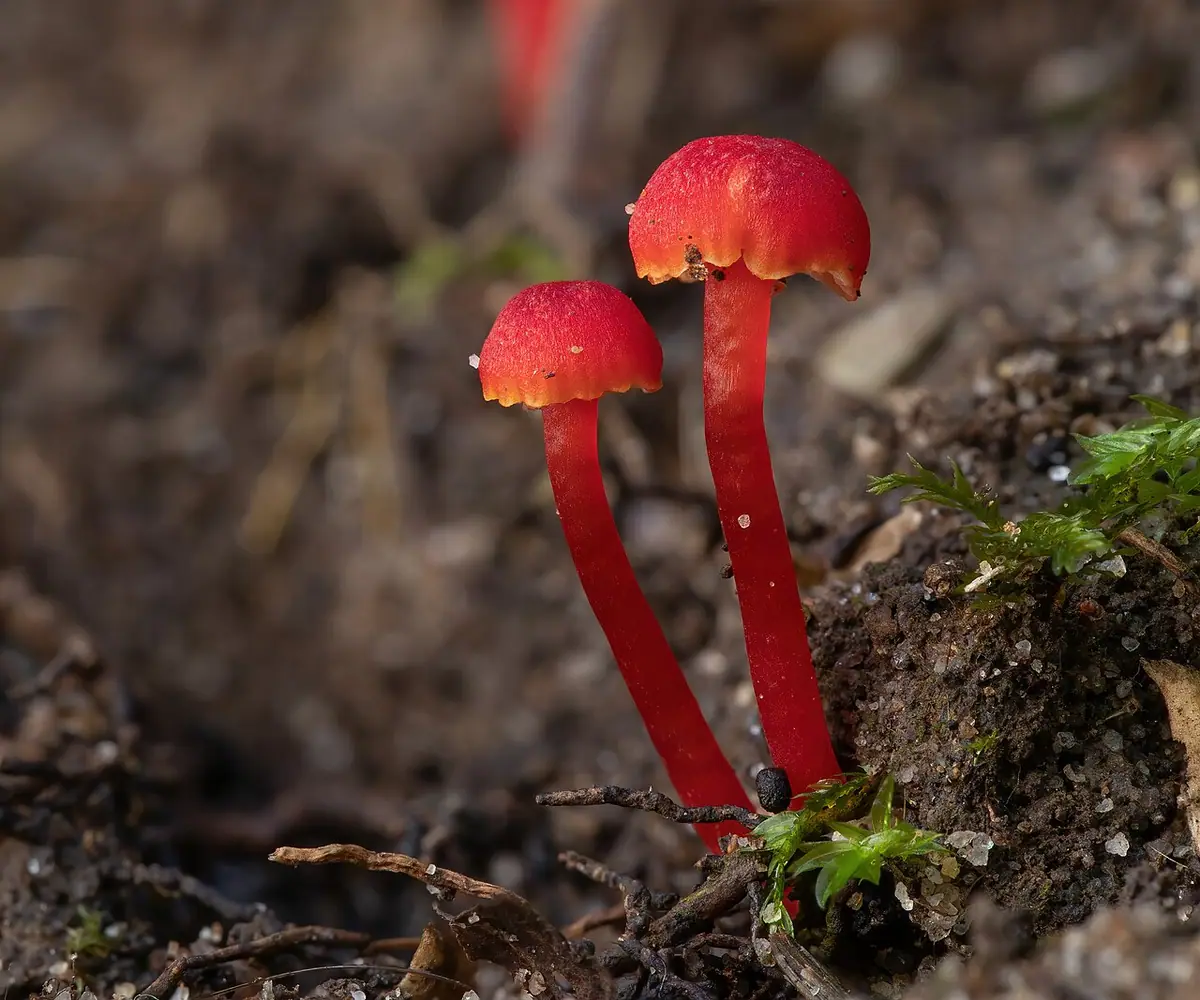 Wilgotnica purpurowa (Hygrocybe miniata) — zdjęcie 1 z 4