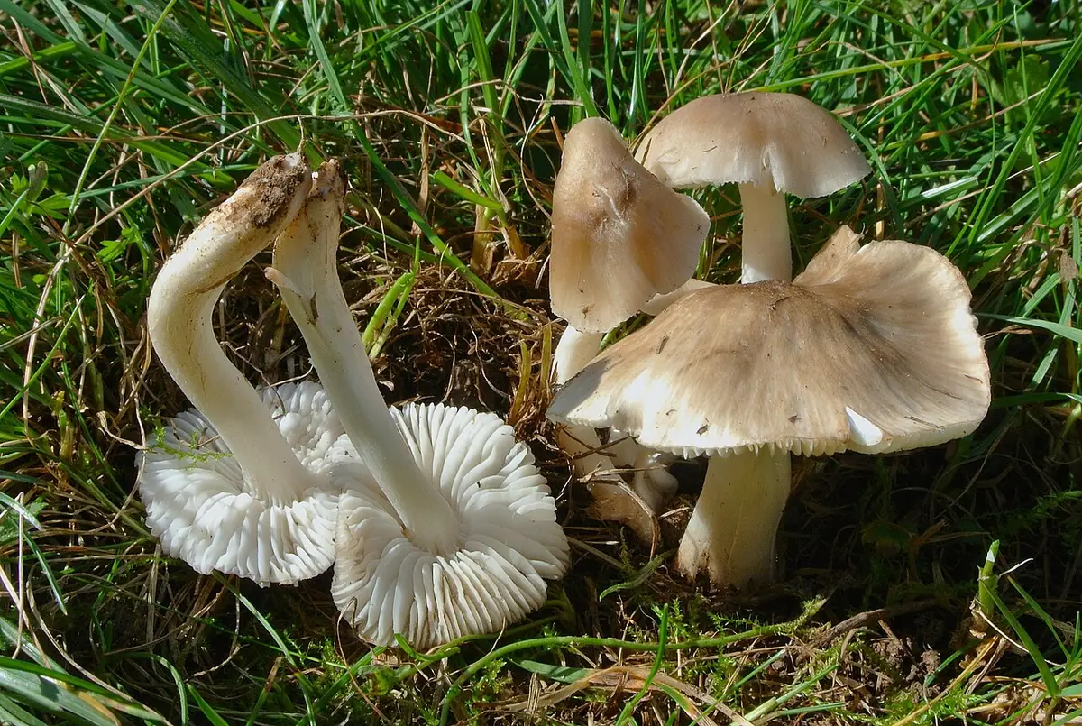 Wilgotnica sklepiona (Hygrocybe fornicata) — zdjęcie 1 z 3