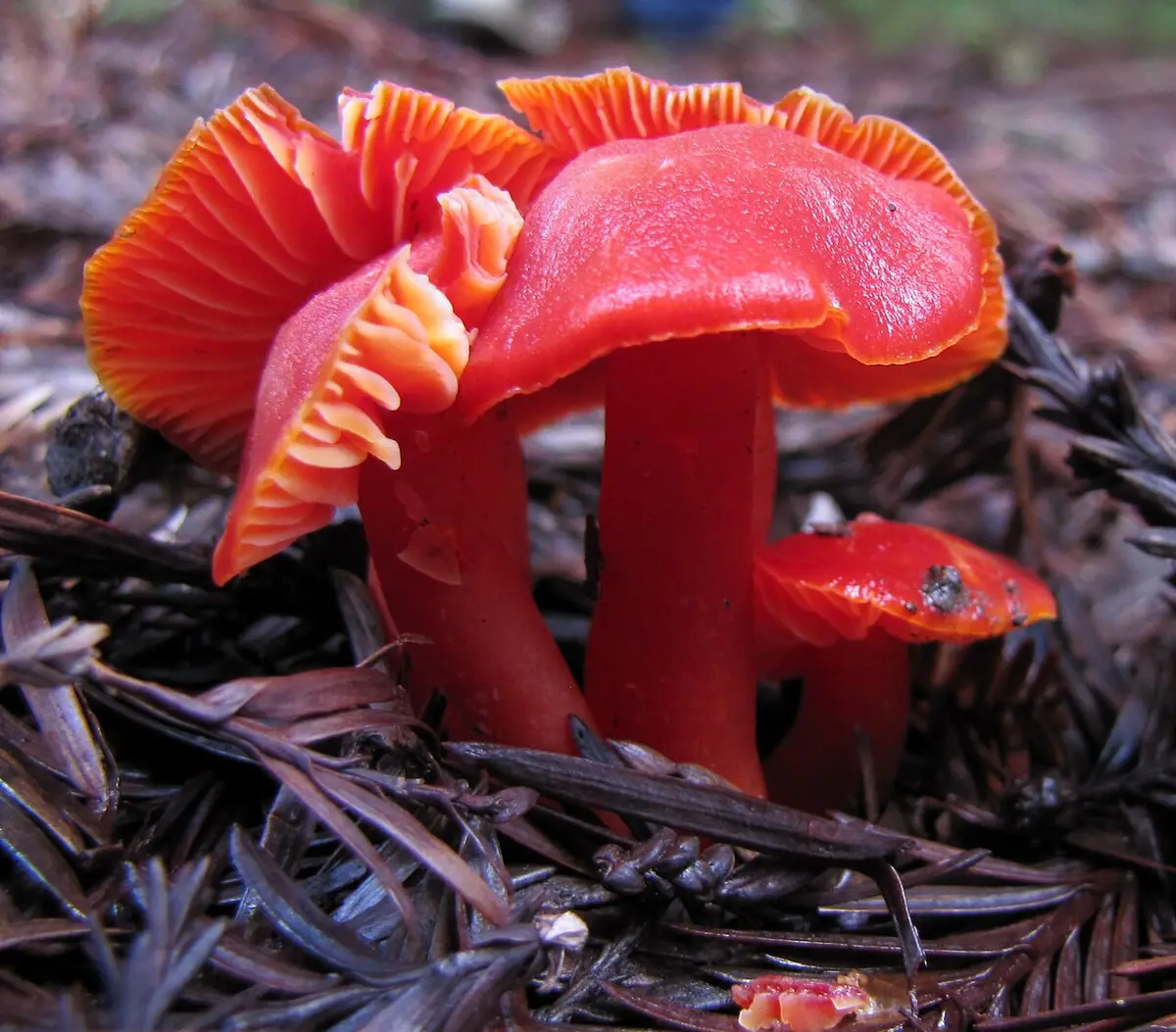 Wilgotnica szkarłatna (Hygrocybe coccinea) — zdjęcie 1 z 4