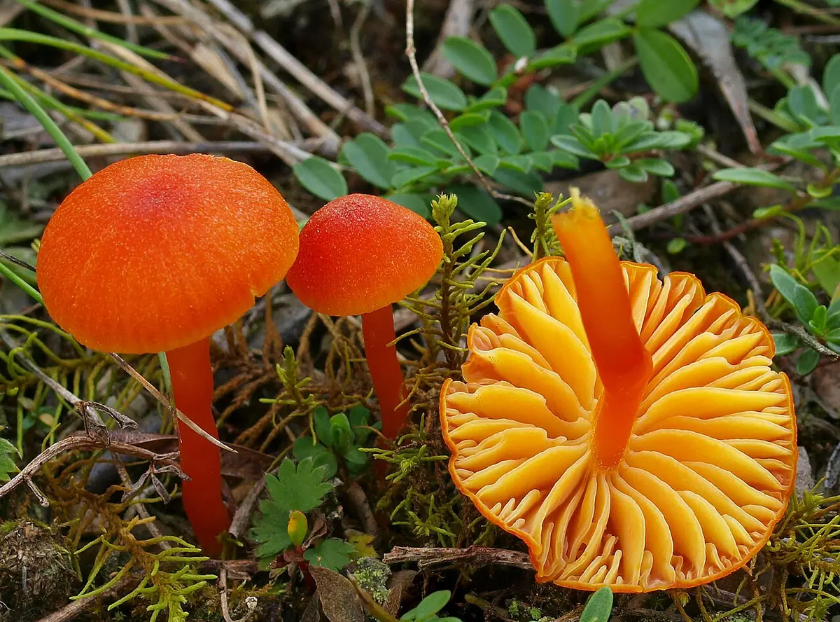 Wilgotnica wapieniolubna (Hygrocybe calciphila) — zdjęcie 1 z 4
