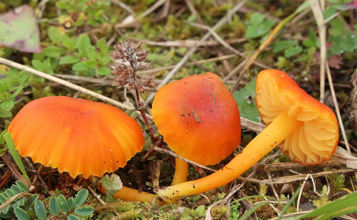 Wilgotnica włoska (Hygrocybe reidii) — zdjęcie 1 z 4