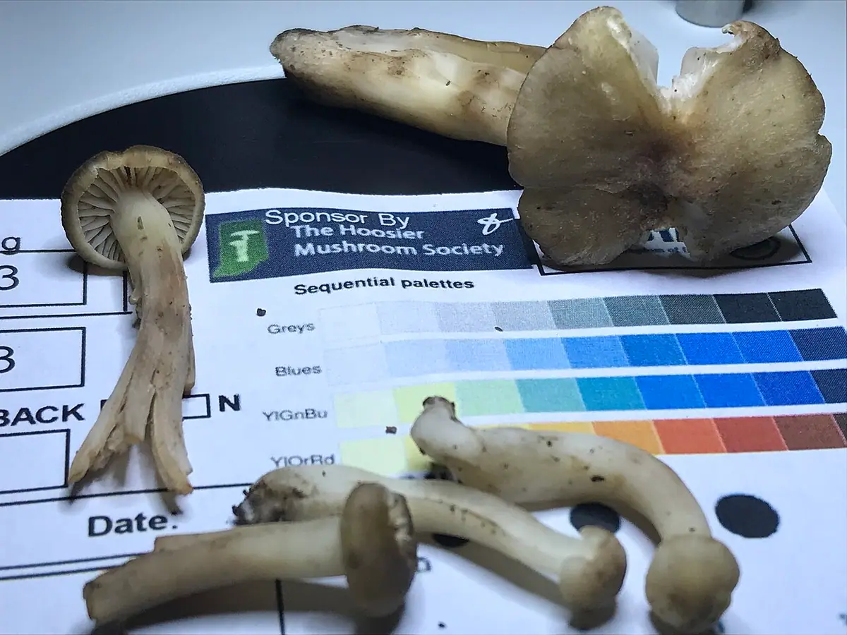 Wilgotnica zasadowa (Hygrocybe ingrata) — zdjęcie 1 z 2