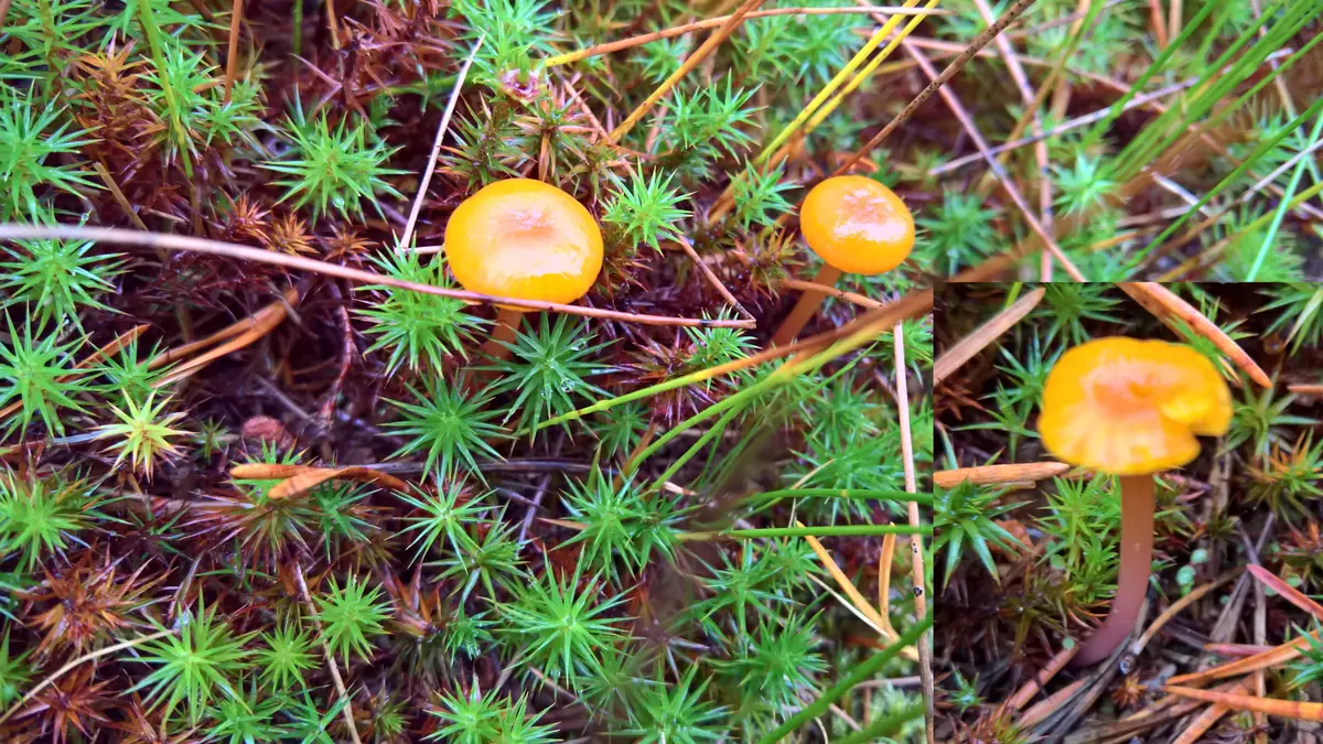 Wilgotnica żółtawa (Hygrocybe xanthochroa) — zdjęcie 1 z 2