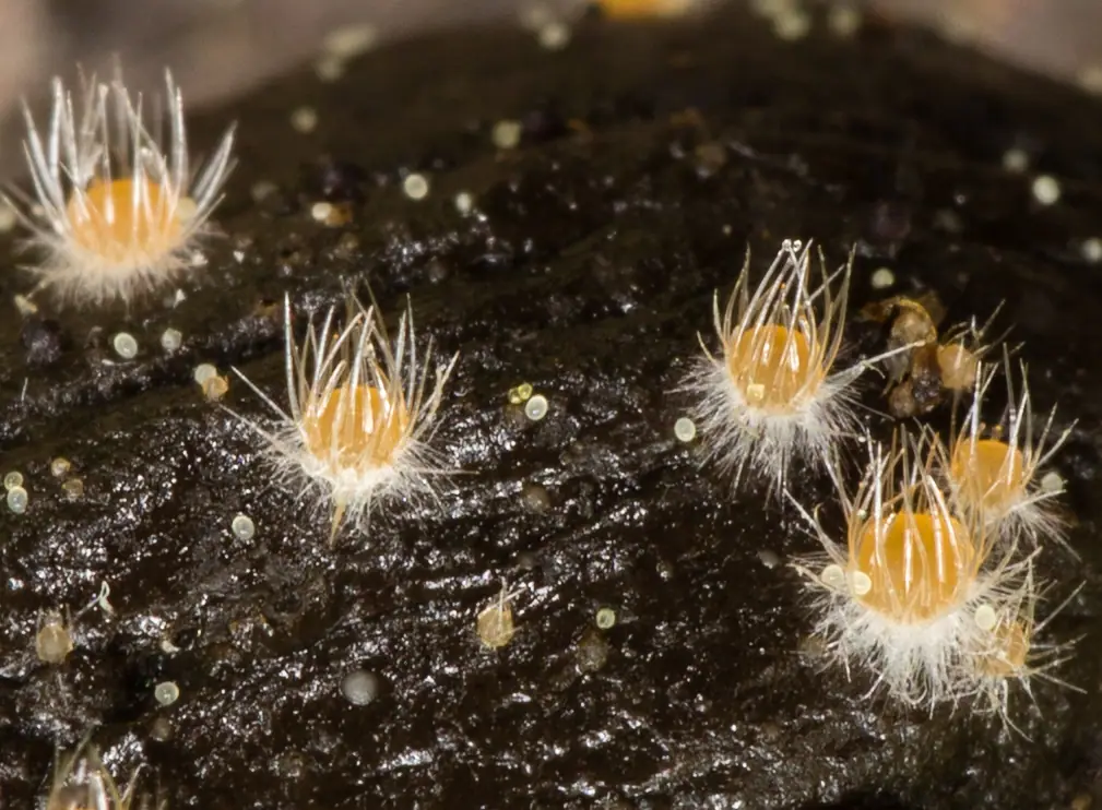 Włochatek koński (Lasiobolus ciliatus) — zdjęcie 1 z 3