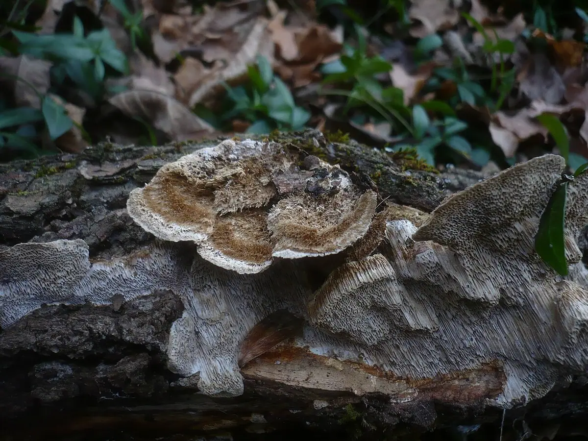 Włochatka ciemna (Coriolopsis gallica) — zdjęcie 1 z 4
