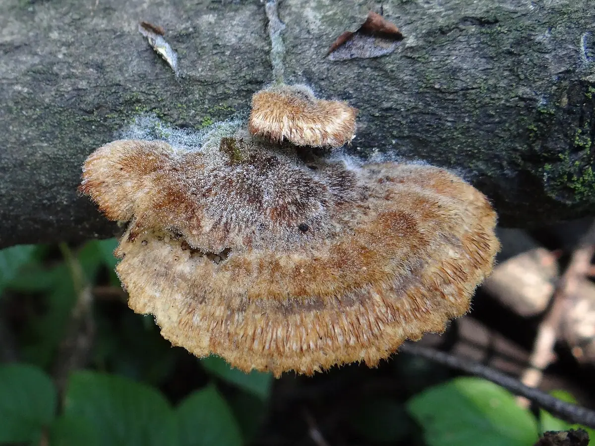Włochatka jasna (Trametes trogii) — zdjęcie 1 z 4
