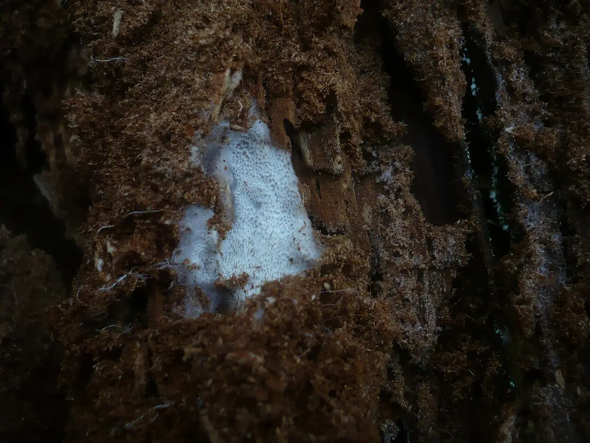 Włóknoporka naziemna (Byssoporia terrestris) — zdjęcie 1 z 2