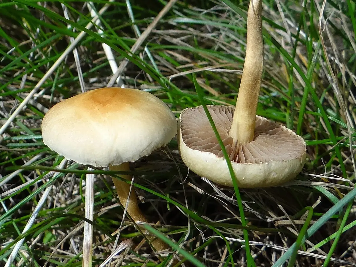 Włośnianka malutka (Hebeloma pusillum) — zdjęcie 1 z 2