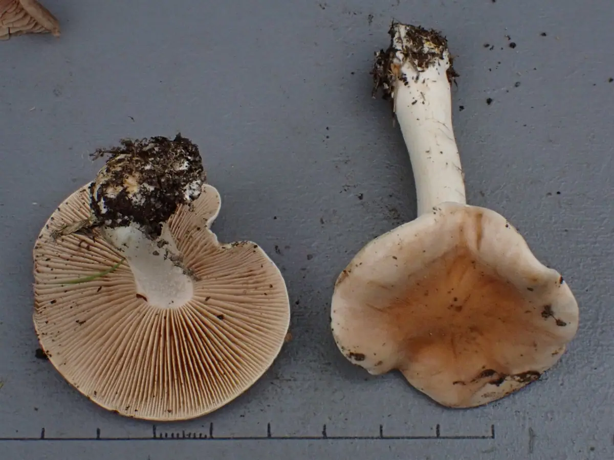 Włośnianka ochrowobiała (Hebeloma aanenii) — zdjęcie 1 z 4