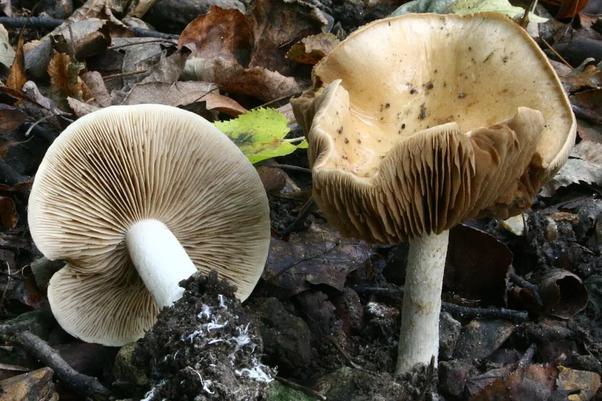 Włośnianka rosista (Hebeloma crustuliniforme) — zdjęcie 1 z 4