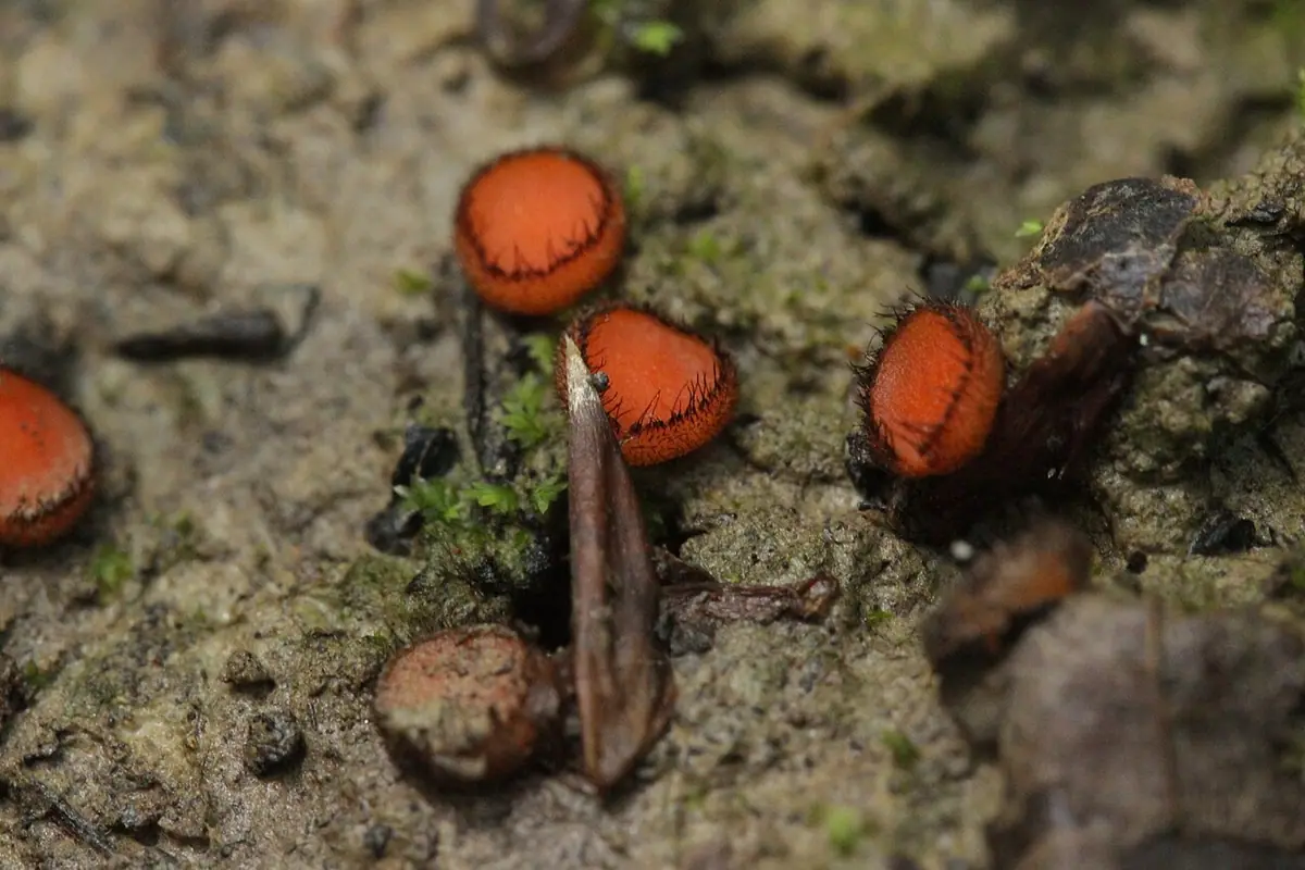 Włośniczka szorstkozarodnikowa (Scutellinia trechispora) — zdjęcie 1 z 3