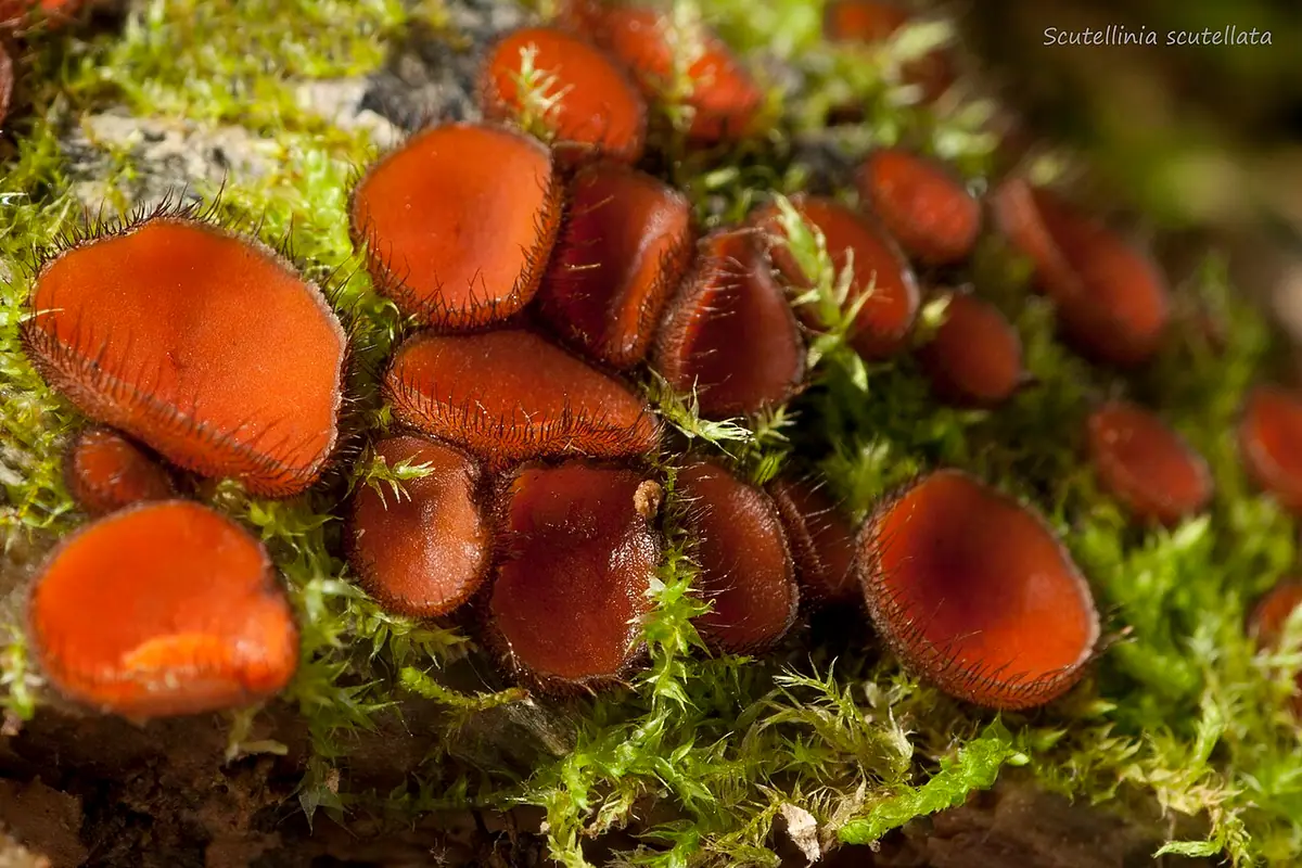 Włośniczka tarczowata (Scutellinia scutellata) — zdjęcie 1 z 4