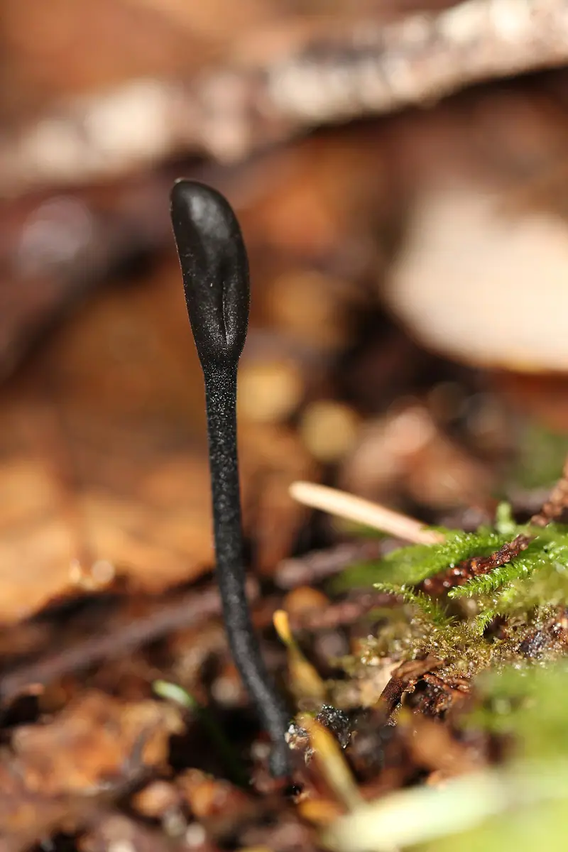 Włosojęzyk szorstki (Trichoglossum hirsutum) — zdjęcie 1 z 4
