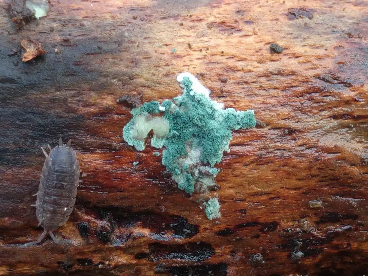 Włosówka zielona (Trichoderma viride) — zdjęcie 1 z 4