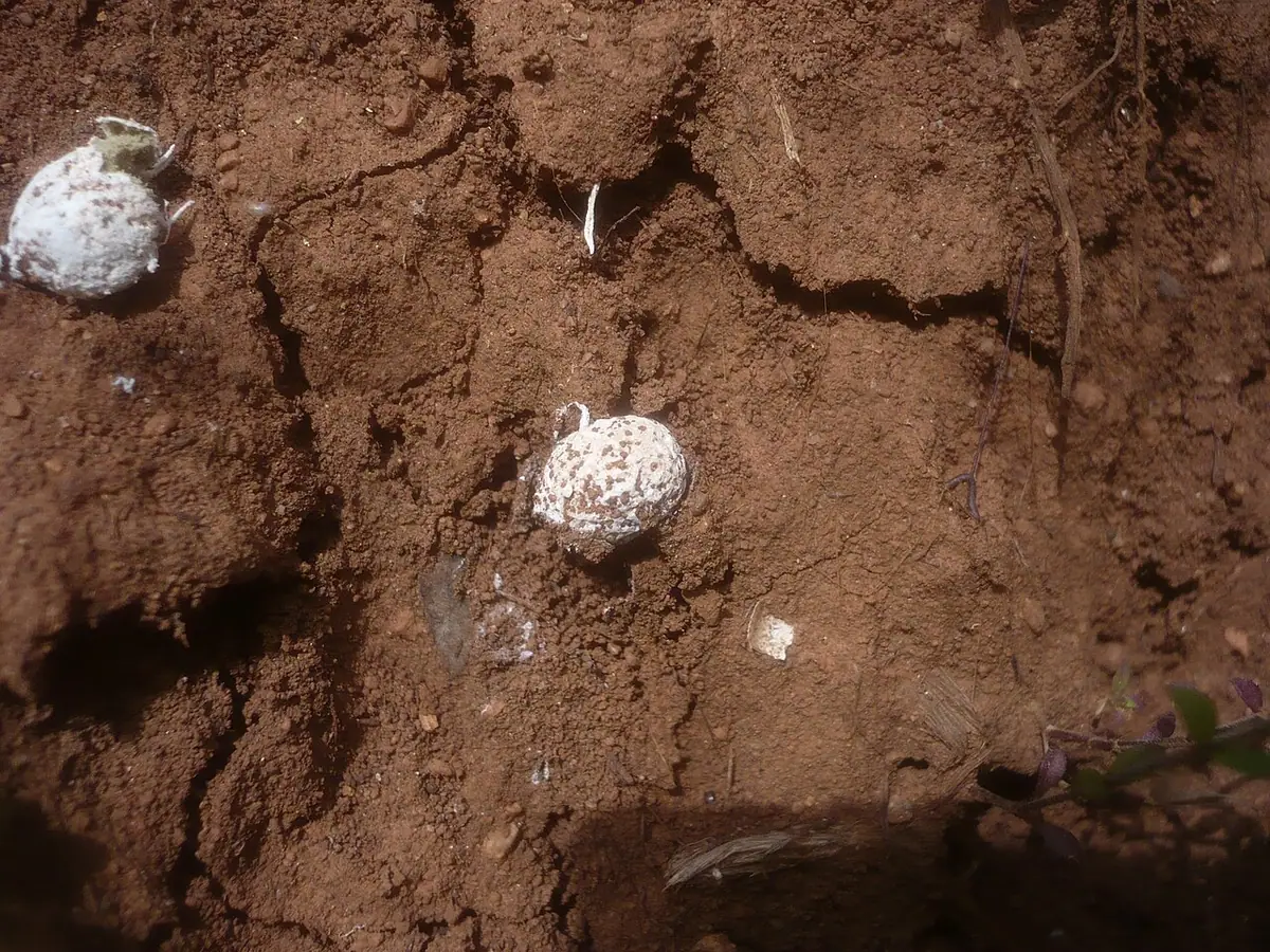 Wnętrzniaczek podziemny (Gastrosporium simplex) — zdjęcie 1 z 2