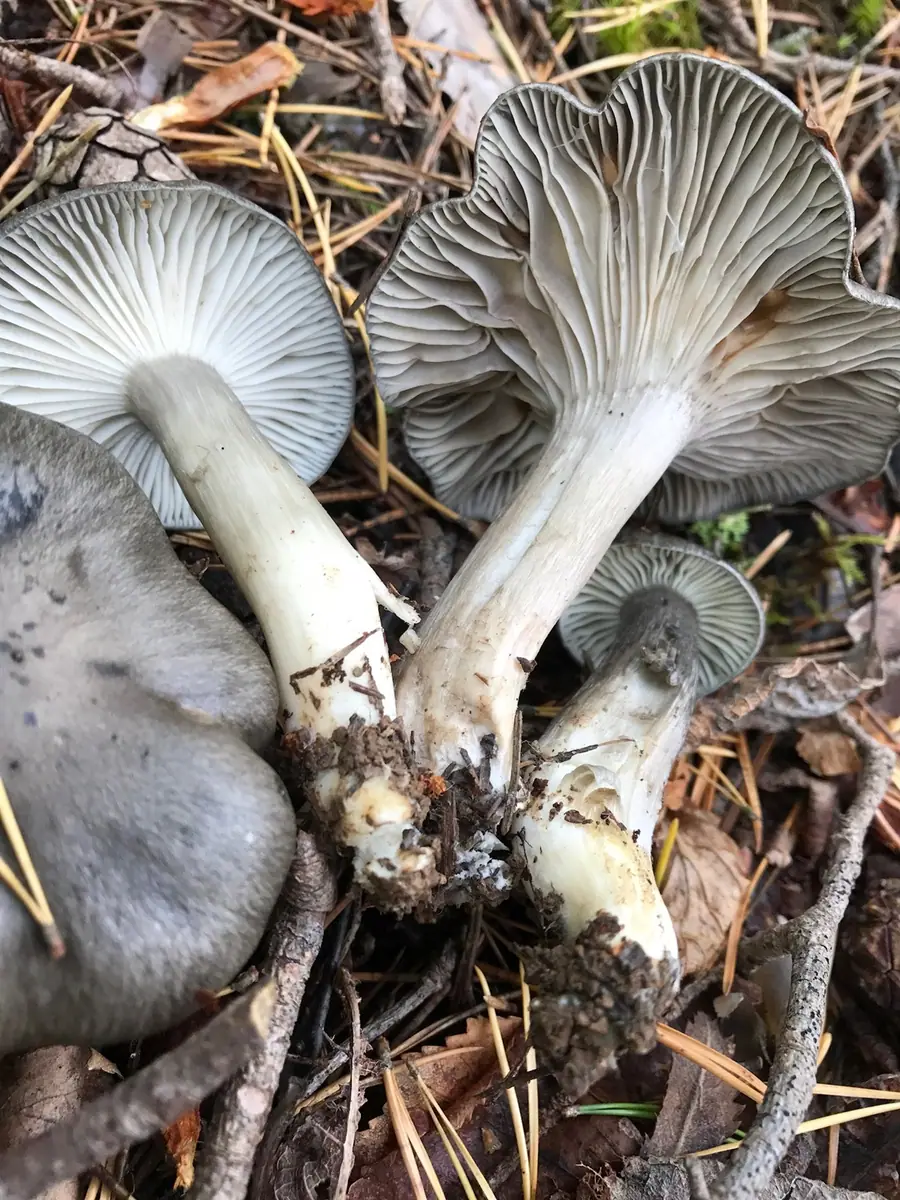 Wodnicha atramentowa (Hygrophorus atramentosus) — zdjęcie 1 z 3
