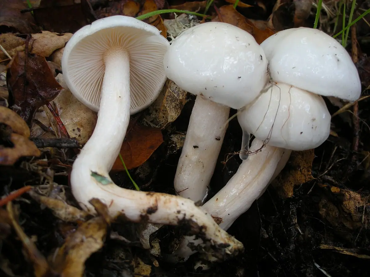 Wodnicha biała (Hygrophorus eburneus)