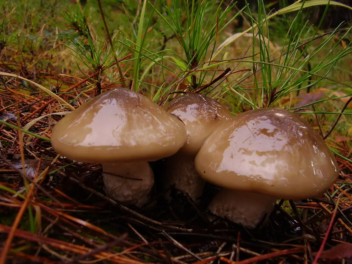 Wodnicha brunatnobiała (Hygrophorus latitabundus) — zdjęcie 1 z 4