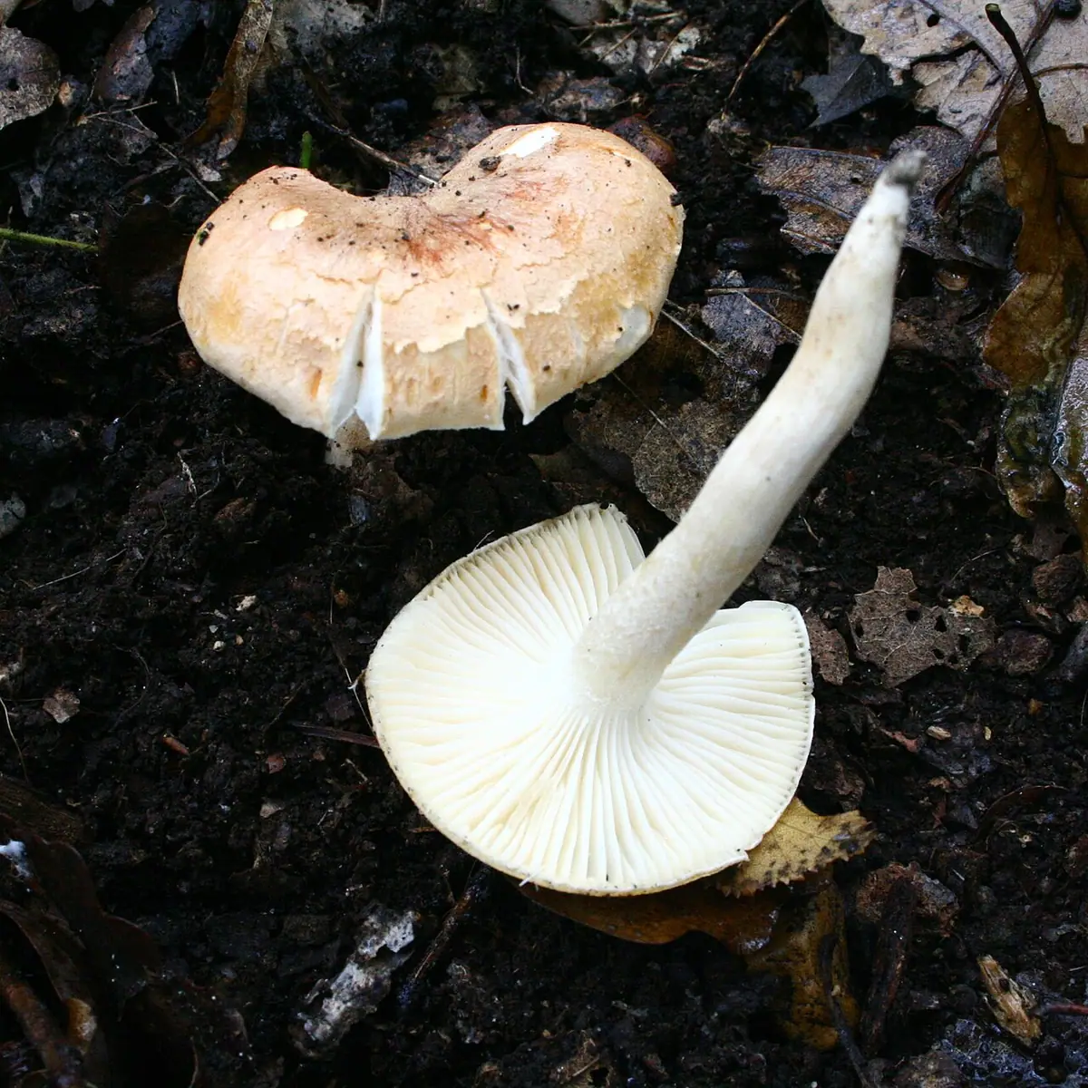 Wodnicha gajowa (Hygrophorus nemoreus) — zdjęcie 1 z 4