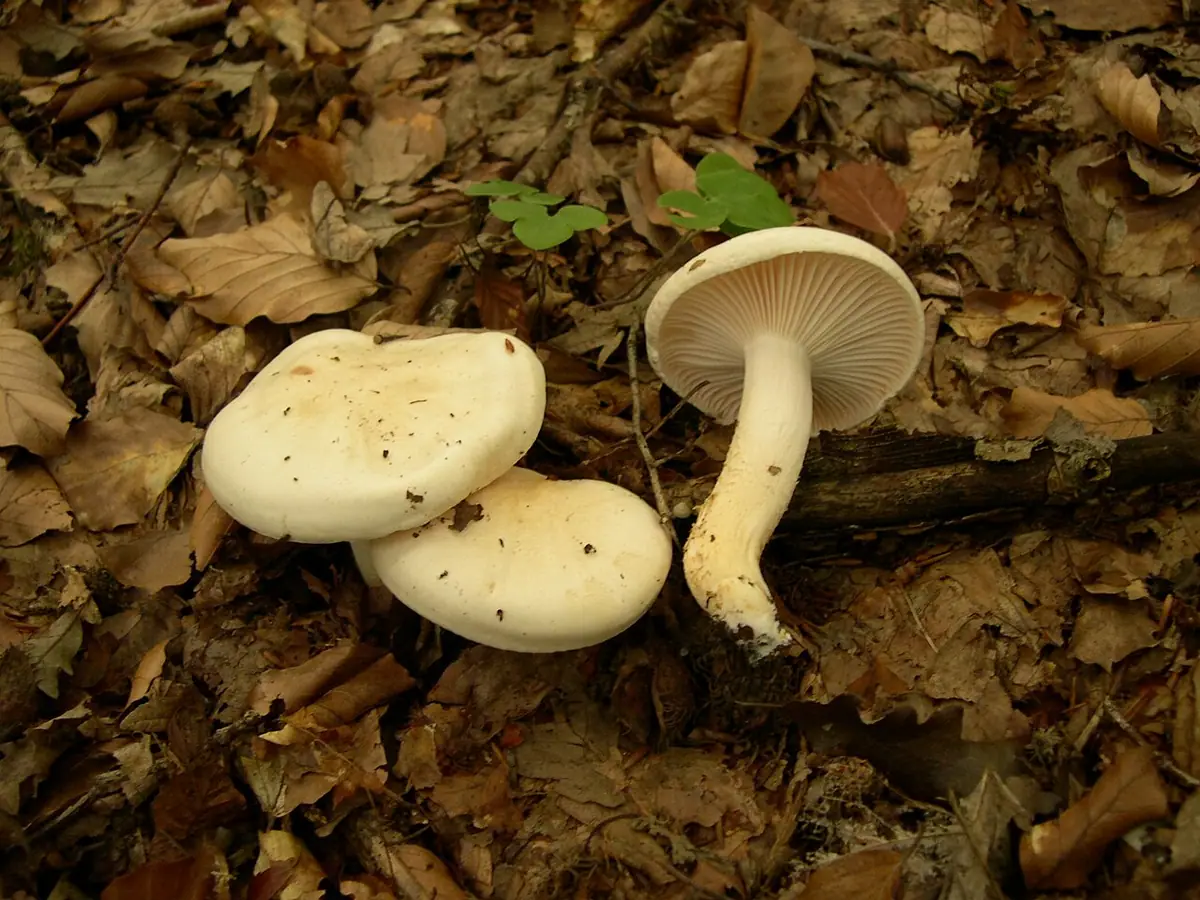 Wodnicha gładka (Hygrophorus penarius) — zdjęcie 1 z 3