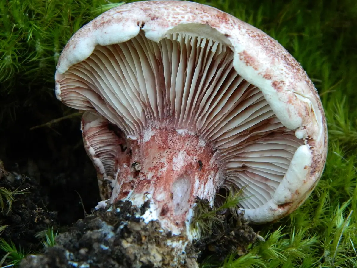 Wodnicha gołąbkowa (Hygrophorus russula)