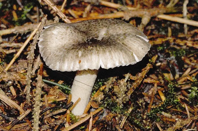 Wodnicha kropkowana (Hygrophorus pustulatus) — zdjęcie 1 z 4