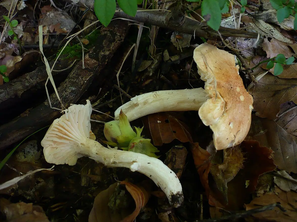 Wodnicha leszczynowa (Hygrophorus lindtneri) — zdjęcie 1 z 2