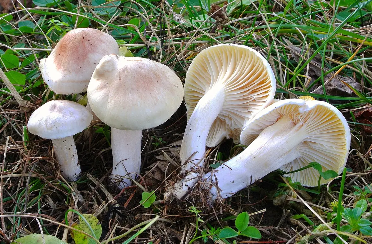 Wodnicha łuseczkowata (Hygrophorus queletii) — zdjęcie 1 z 2