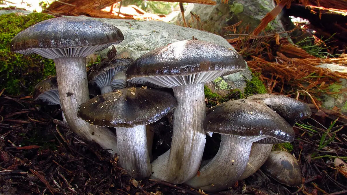 Wodnicha marcowa (Hygrophorus marzuolus) — zdjęcie 1 z 4